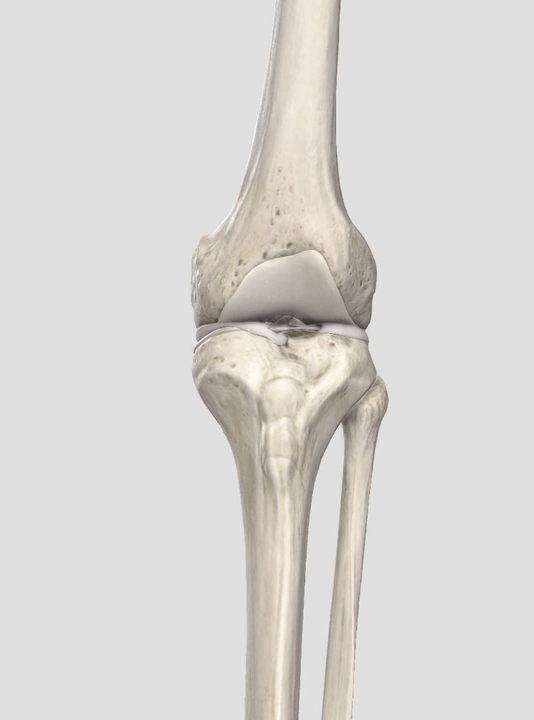 Wear cartilage